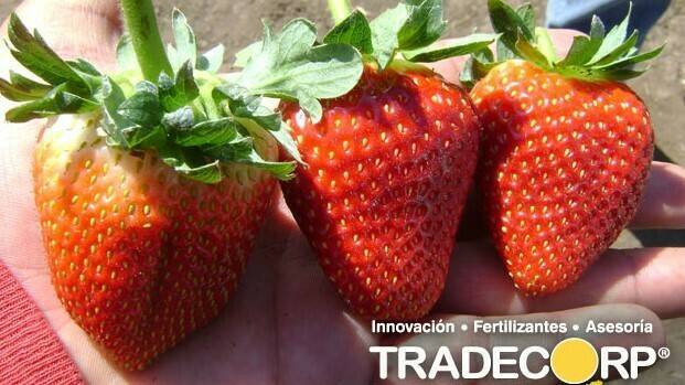 Tradecorp-fresa|Actyvium-infografia-noticia-2|strawberries-58195_960_720|Tradecorp-Actyvium-cuadrat